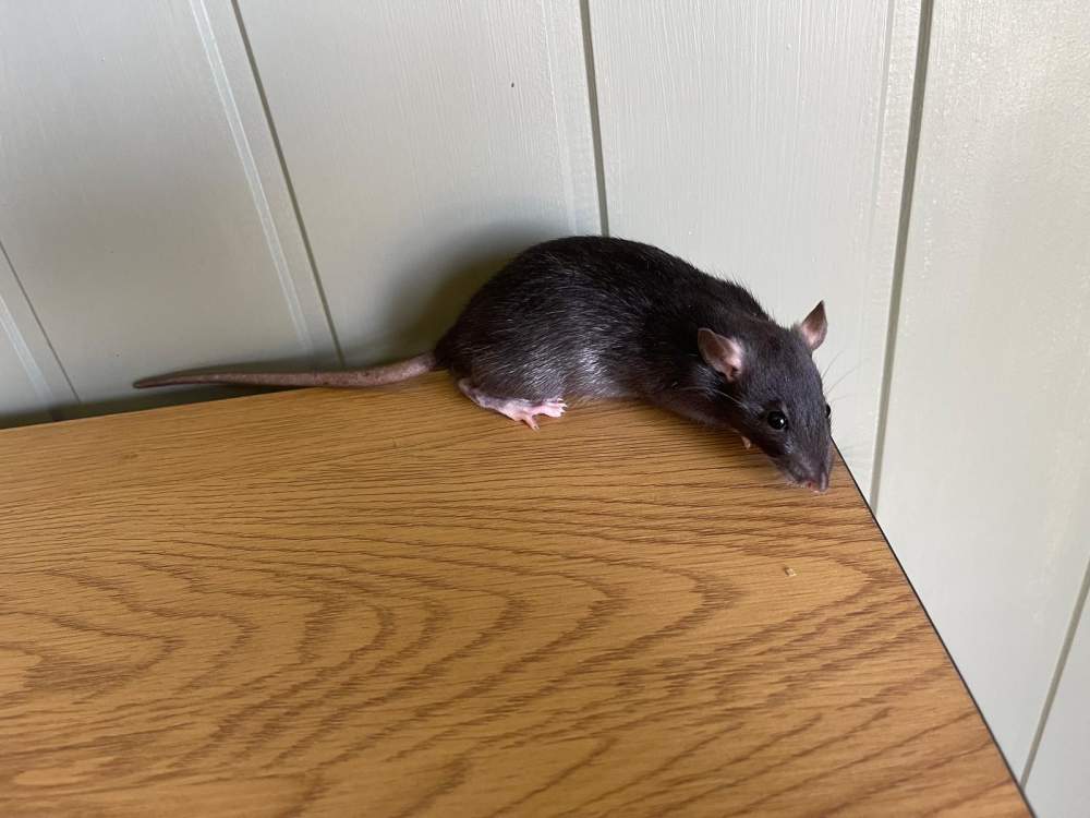 Fancy rat Owned by other Rattus norvegicus 