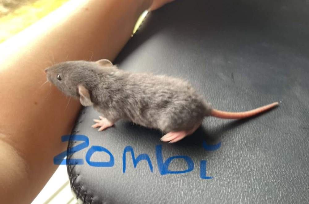 Fancy rat Owned by other Rattus norvegicus 