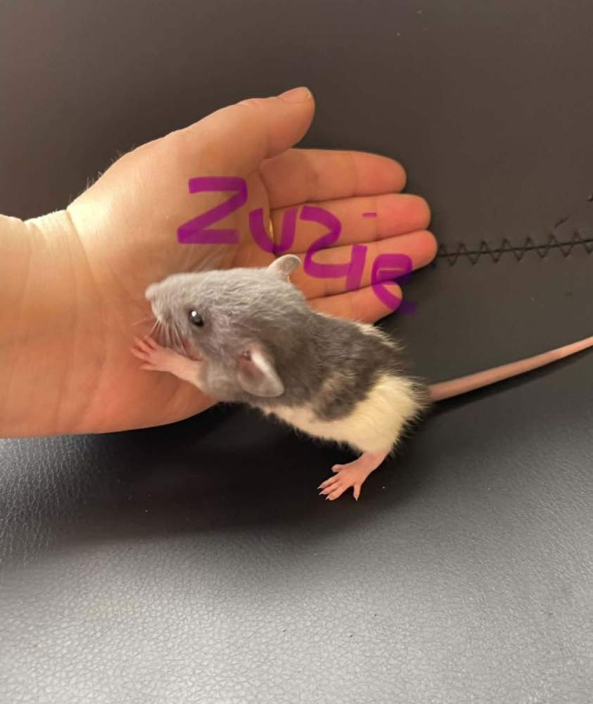 Fancy rat Owned by other Rattus norvegicus 