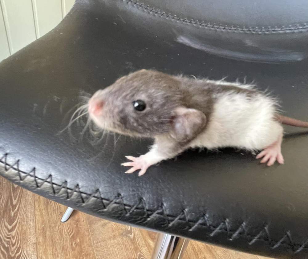 Fancy rat Owned by other Rattus norvegicus 