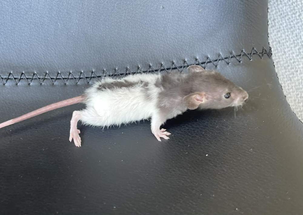 Fancy rat Owned by other Rattus norvegicus 