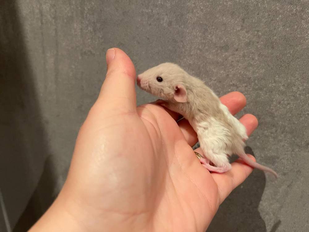 Fancy rat Pet only Rattus norvegicus 