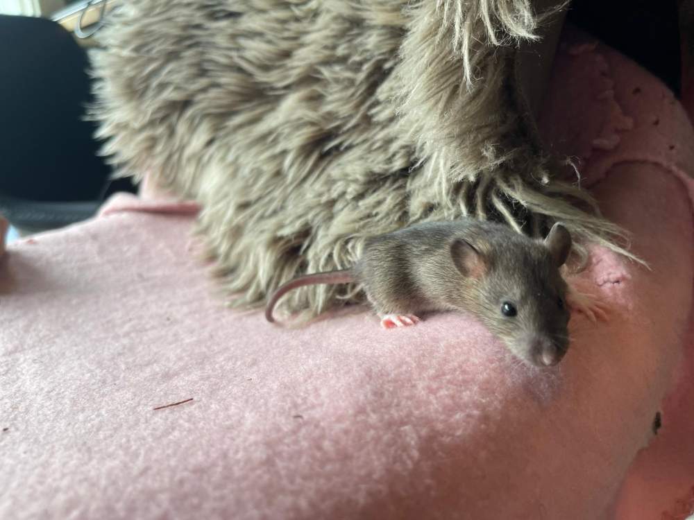 Fancy rat Pet only Rattus norvegicus 