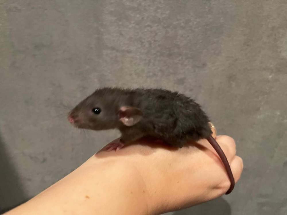 Fancy rat Owned by other Rattus norvegicus 