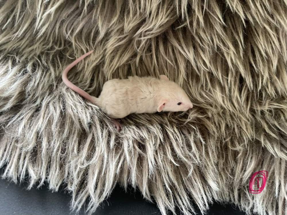 Fancy rat Owned by other Rattus norvegicus 