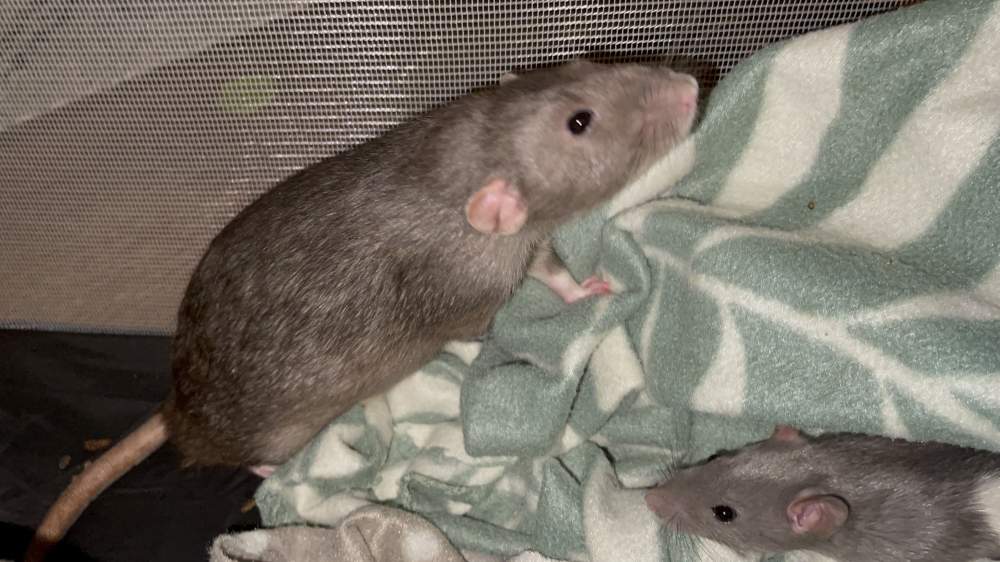 Fancy rat Retired Rattus norvegicus 