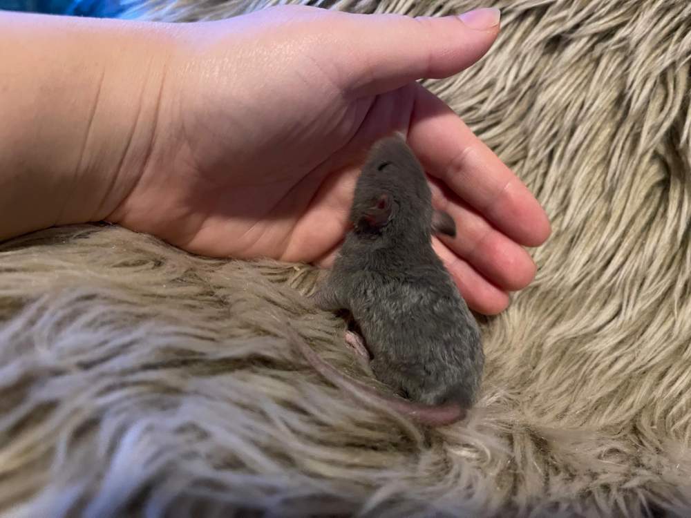Fancy rat Pet only Rattus norvegicus 