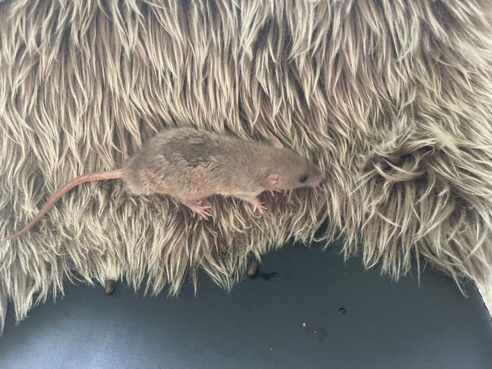 Fancy rat Pet only Rattus norvegicus 