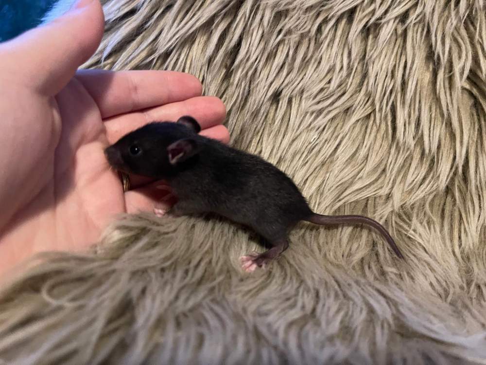 Fancy rat Owned by other Rattus norvegicus 
