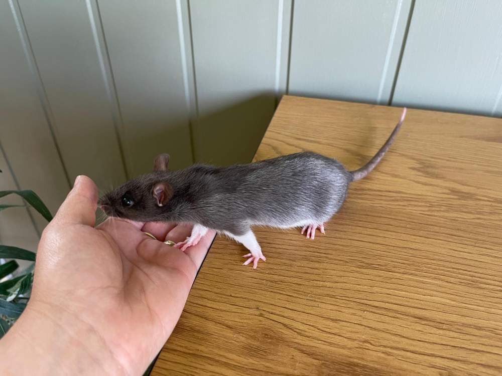 Fancy rat Owned by other Rattus norvegicus 