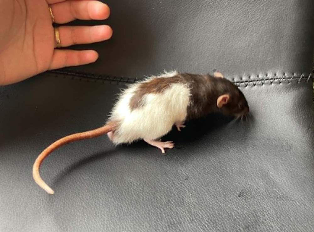 Fancy rat Breeder Rattus norvegicus 