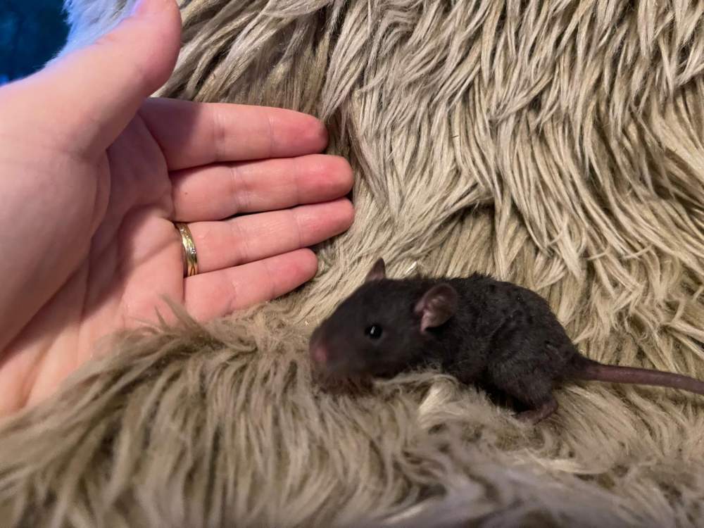 Fancy rat Pet only Rattus norvegicus 