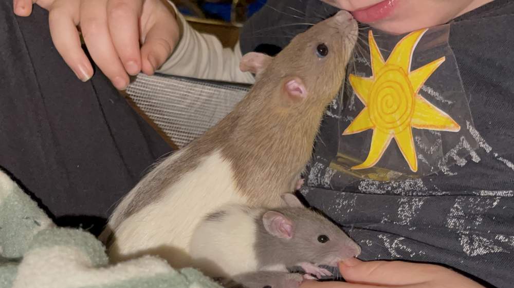 Fancy rat Pet only Rattus norvegicus 