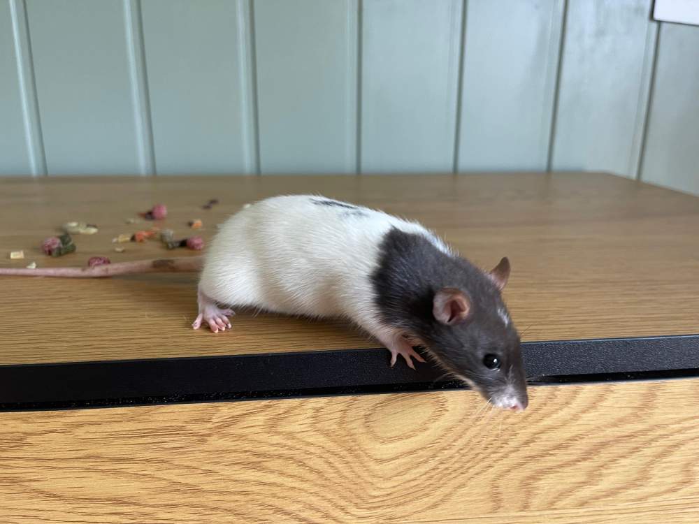 Fancy rat Pet only Rattus norvegicus 