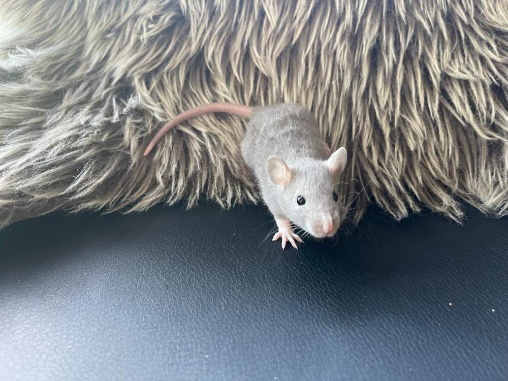 Fancy rat Pet only Rattus norvegicus 