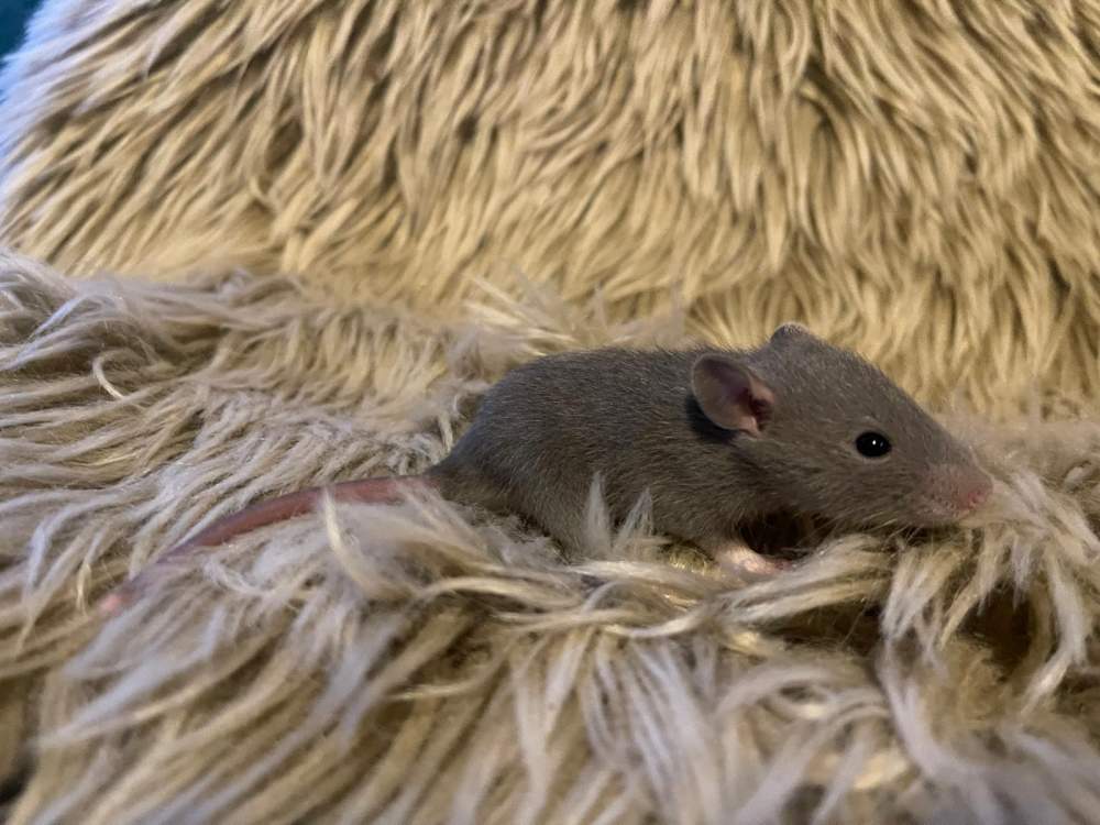 Fancy rat Pet only Rattus norvegicus 