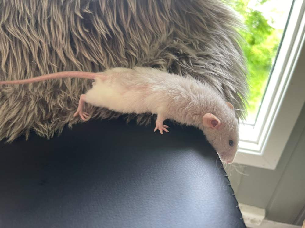 Fancy rat Pet only Rattus norvegicus 