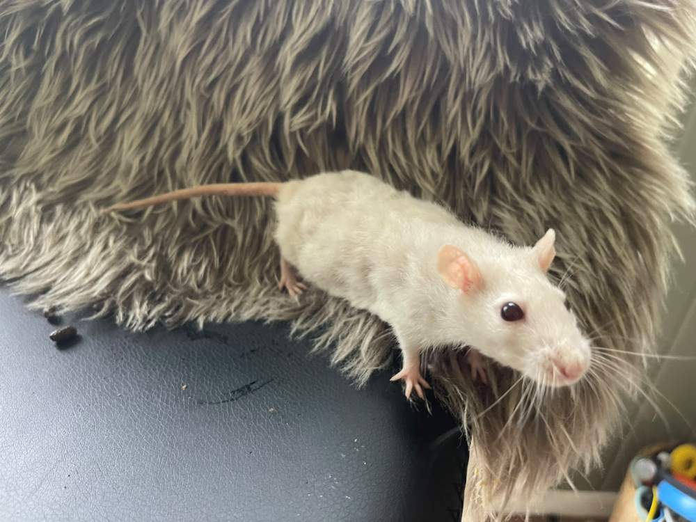 Fancy rat Breeder Rattus norvegicus 