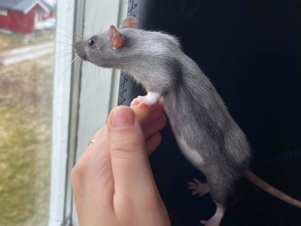 Fancy rat Pet only Rattus norvegicus 
