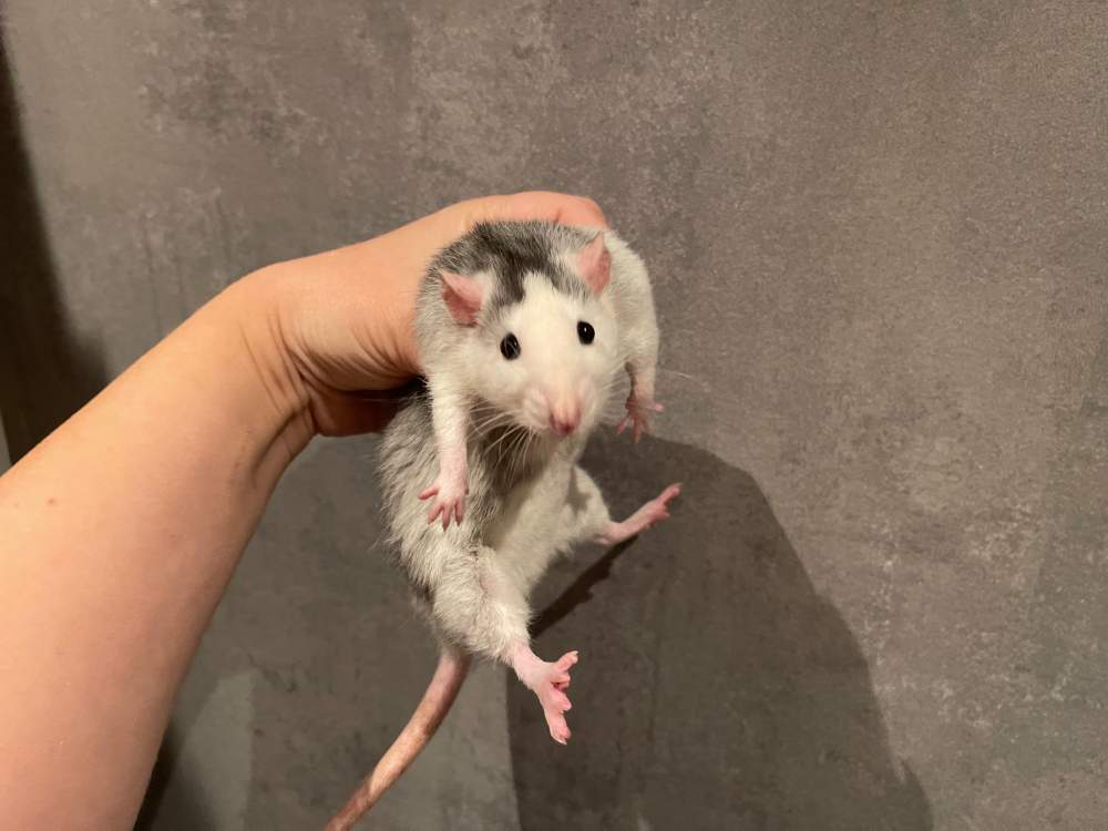 Fancy rat Breeder Rattus norvegicus 