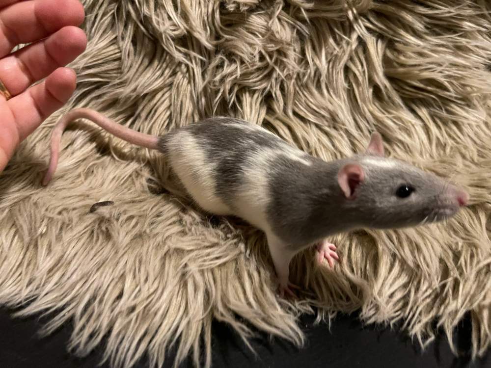 Fancy rat Breeder Rattus norvegicus 