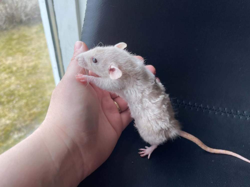 Fancy rat Breeder Rattus norvegicus 