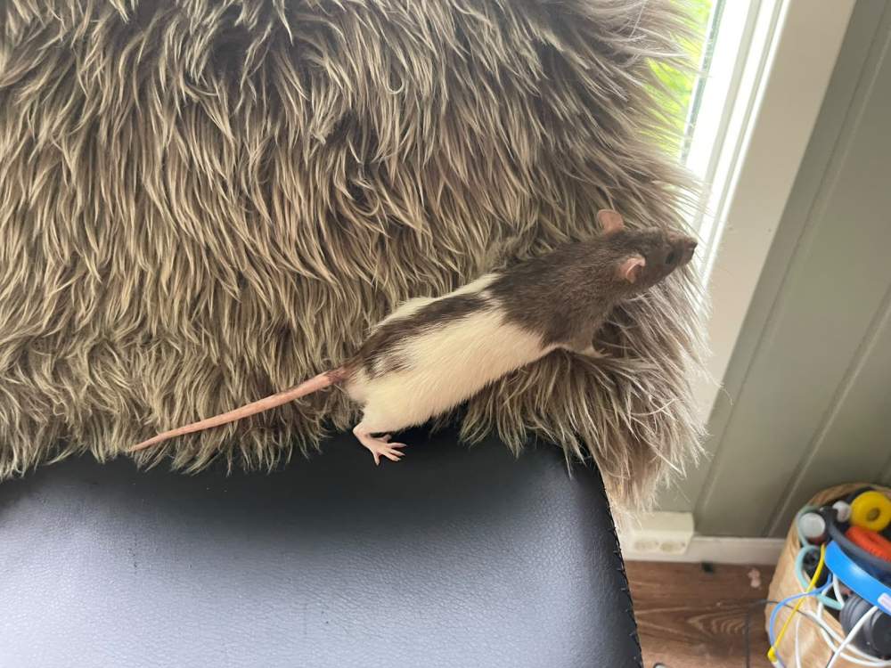 Fancy rat Pet only Rattus norvegicus 