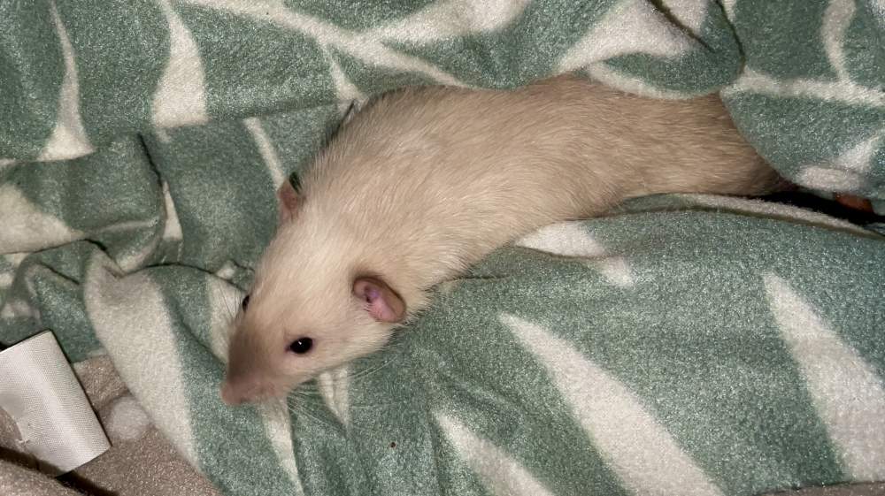 Fancy rat Breeder Rattus norvegicus 