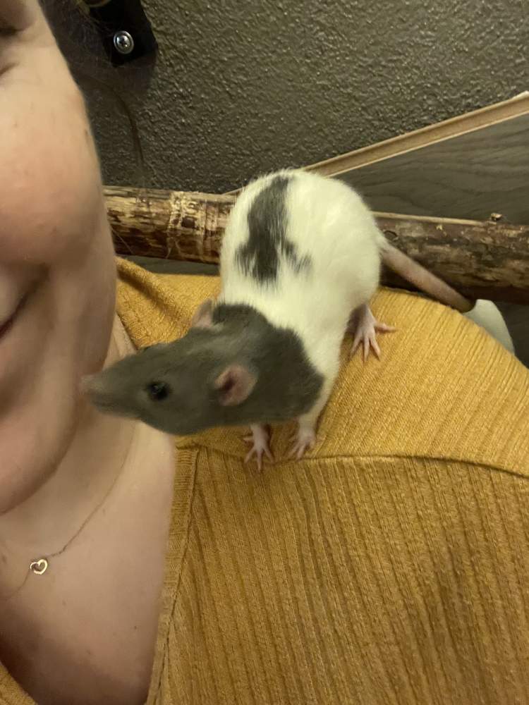 Fancy rat Breeder Rattus norvegicus 