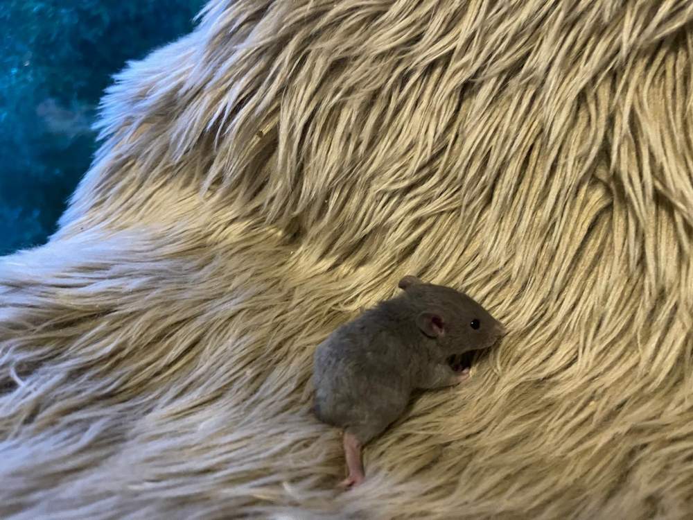 Fancy rat Owned by other Rattus norvegicus 