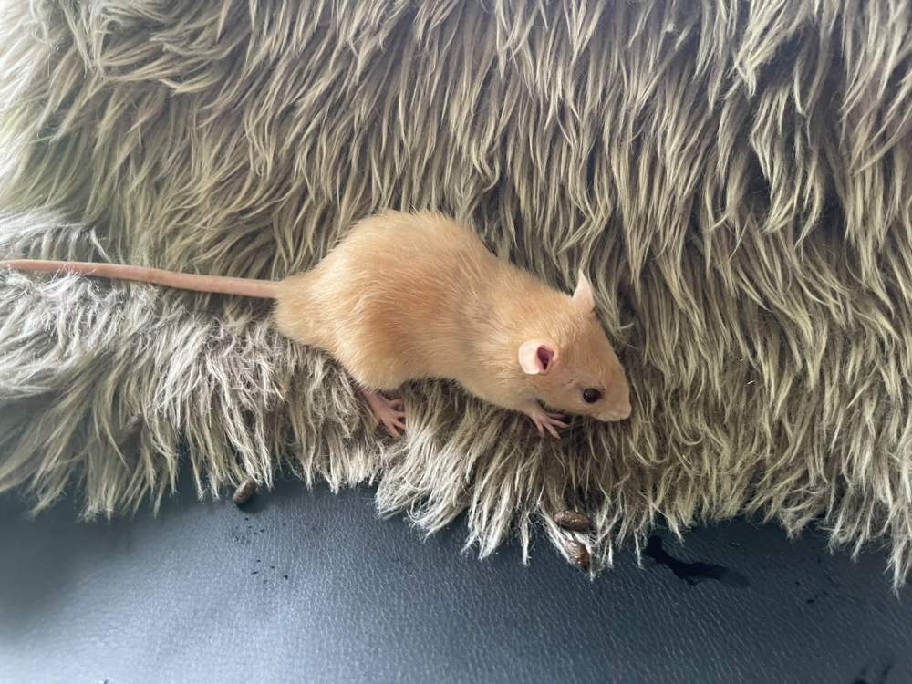 Fancy rat Pet only Rattus norvegicus 