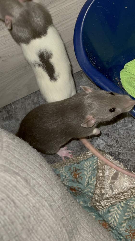 Fancy rat Pet only Rattus norvegicus 