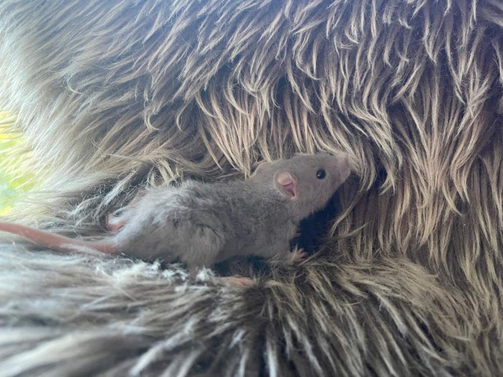 Fancy rat Pet only Rattus norvegicus 
