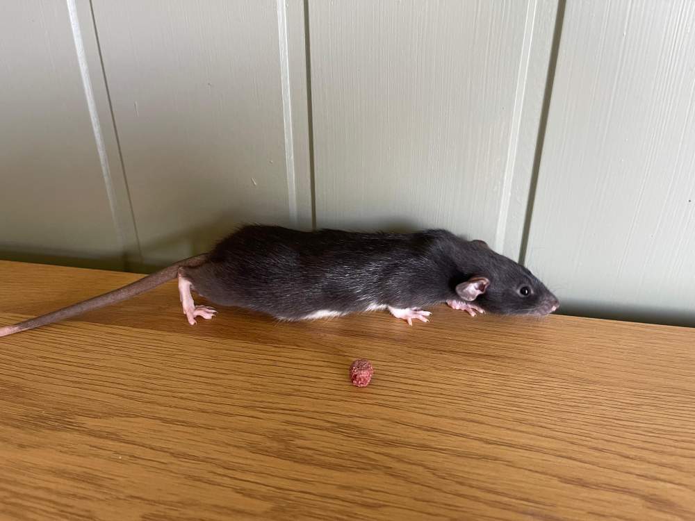 Fancy rat Owned by other Rattus norvegicus 