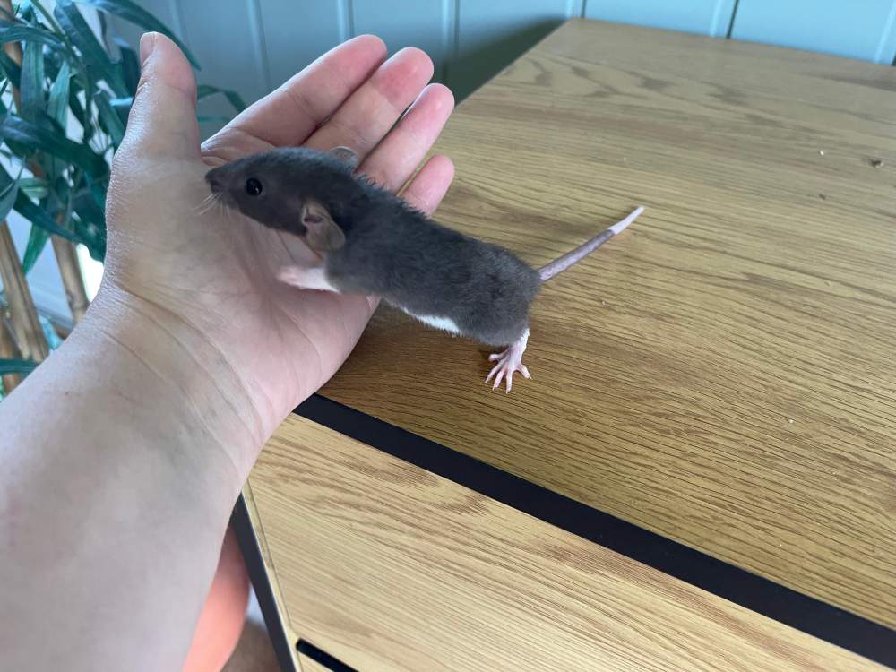 Fancy rat Owned by other Rattus norvegicus 