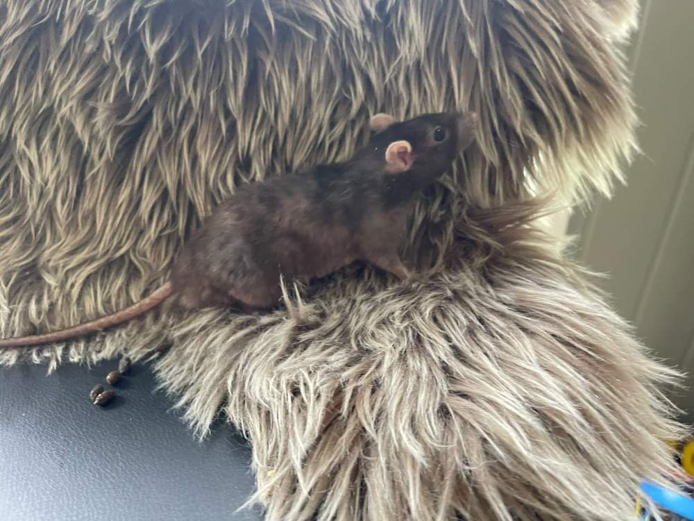 Fancy rat Pet only Rattus norvegicus 