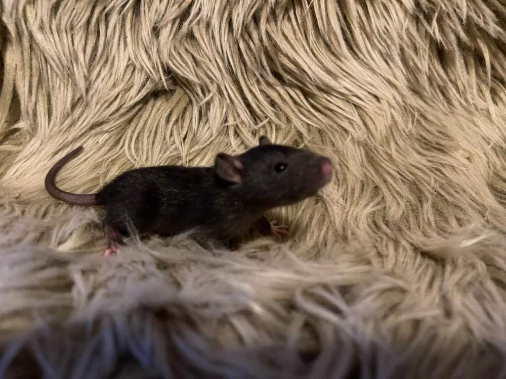 Fancy rat Pet only Rattus norvegicus 