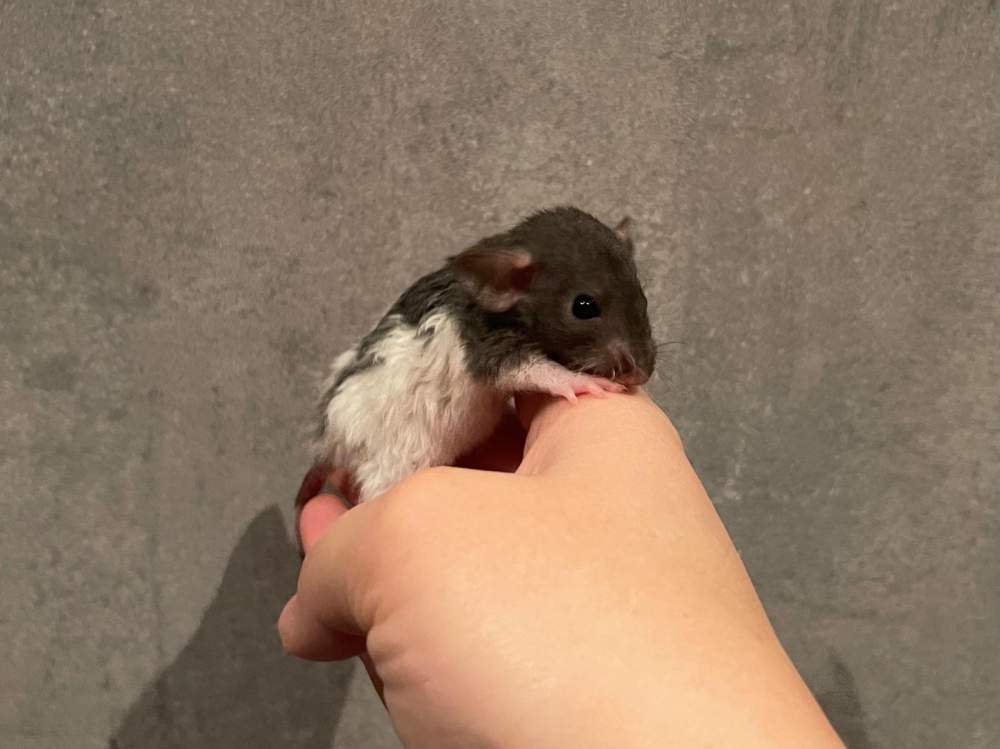 Fancy rat Owned by other Rattus norvegicus 