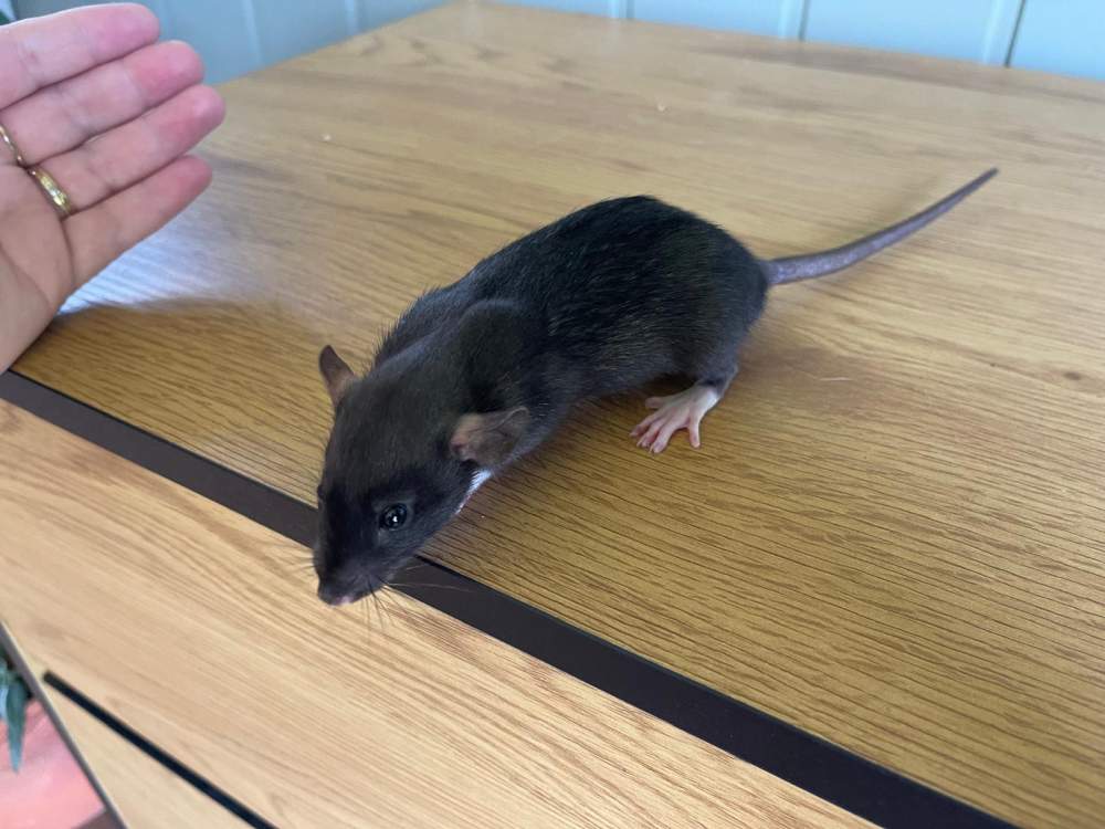 Fancy rat Owned by other Rattus norvegicus 