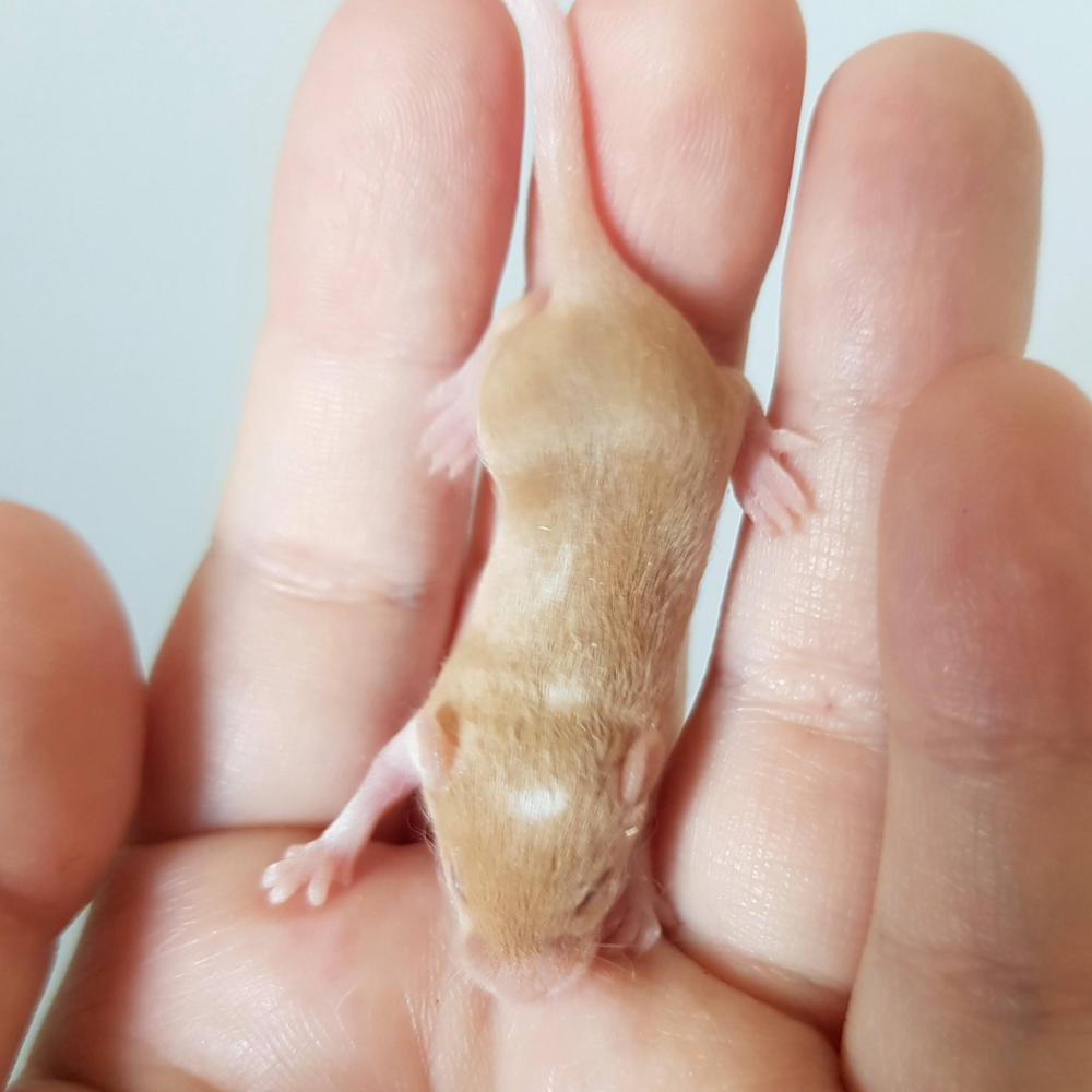 Fancy mouse Free Mus musculus 