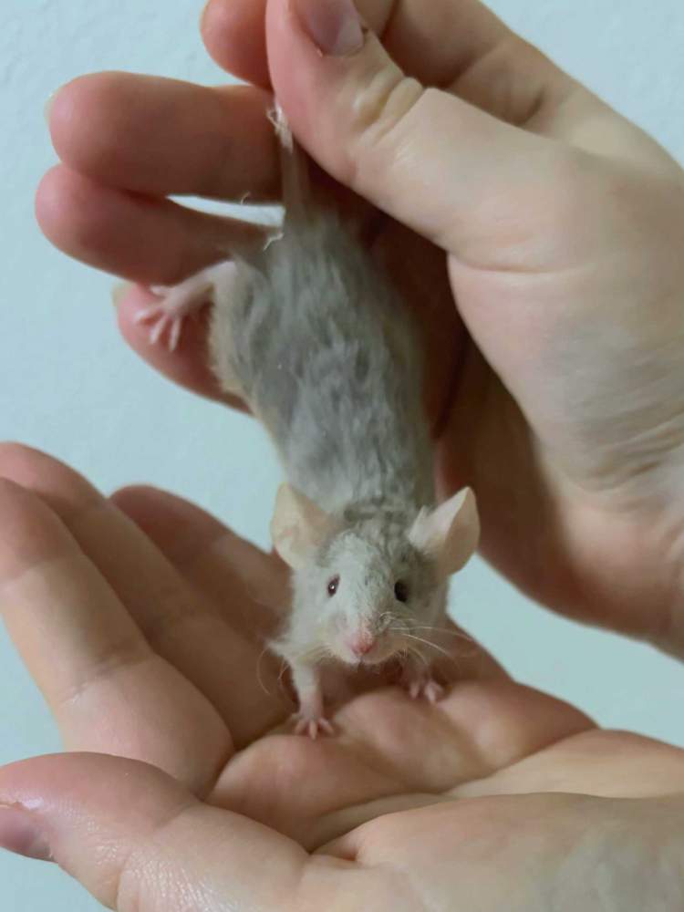 Fancy mouse Pet only Mus musculus 