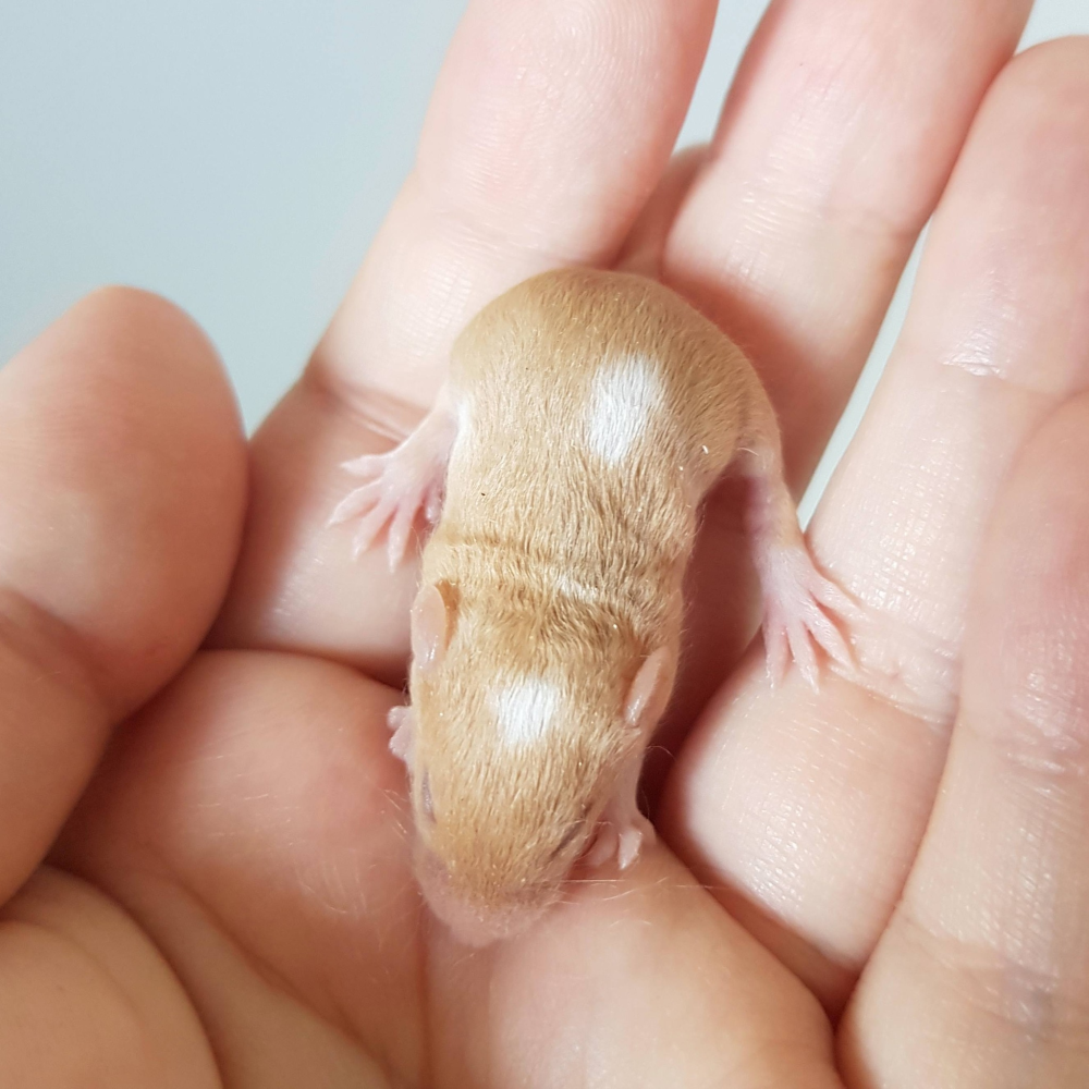 Fancy mouse Free Mus musculus 