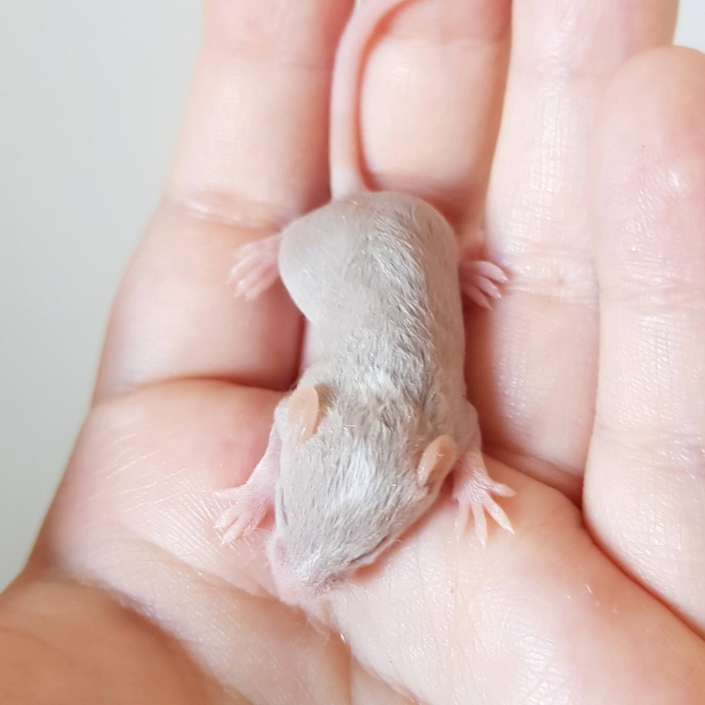 Fancy mouse Free Mus musculus 