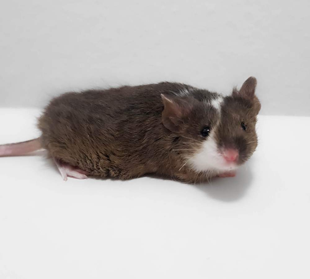 Fancy mouse Pet only Mus musculus 