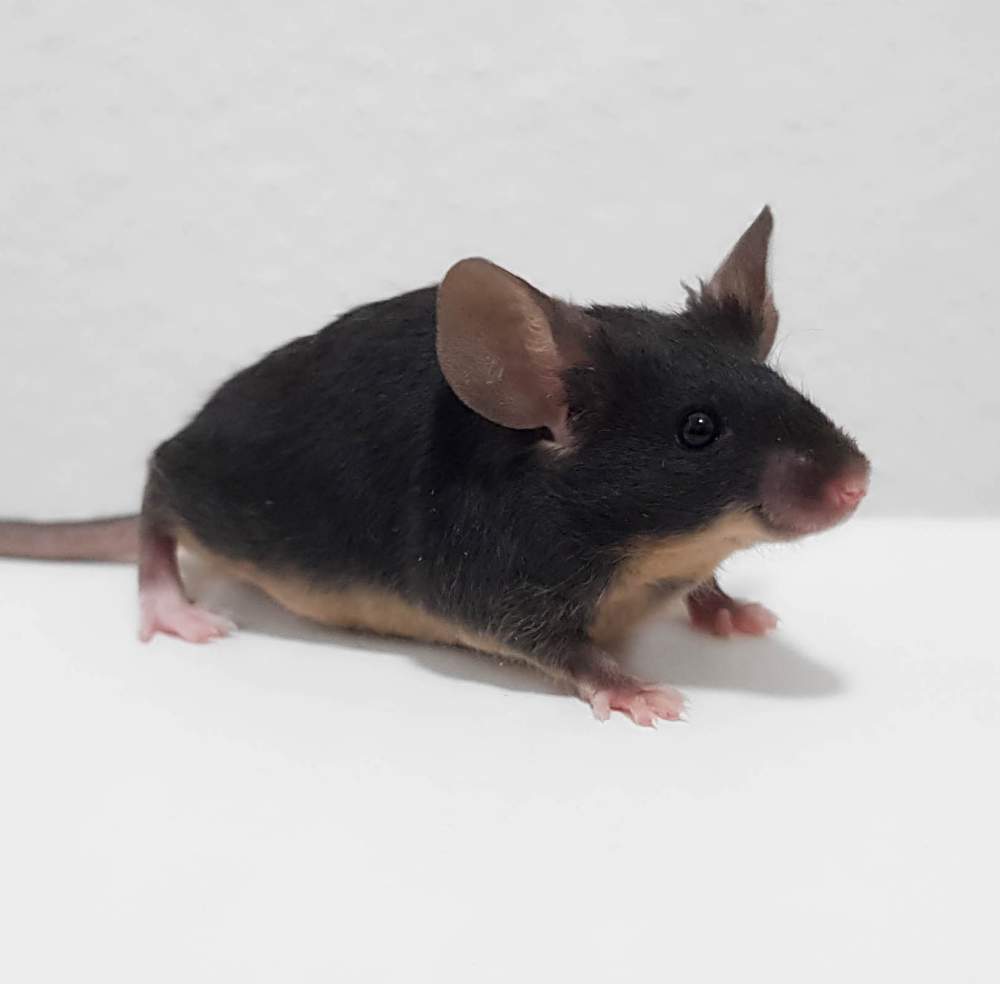 Fancy mouse Breeder Mus musculus 