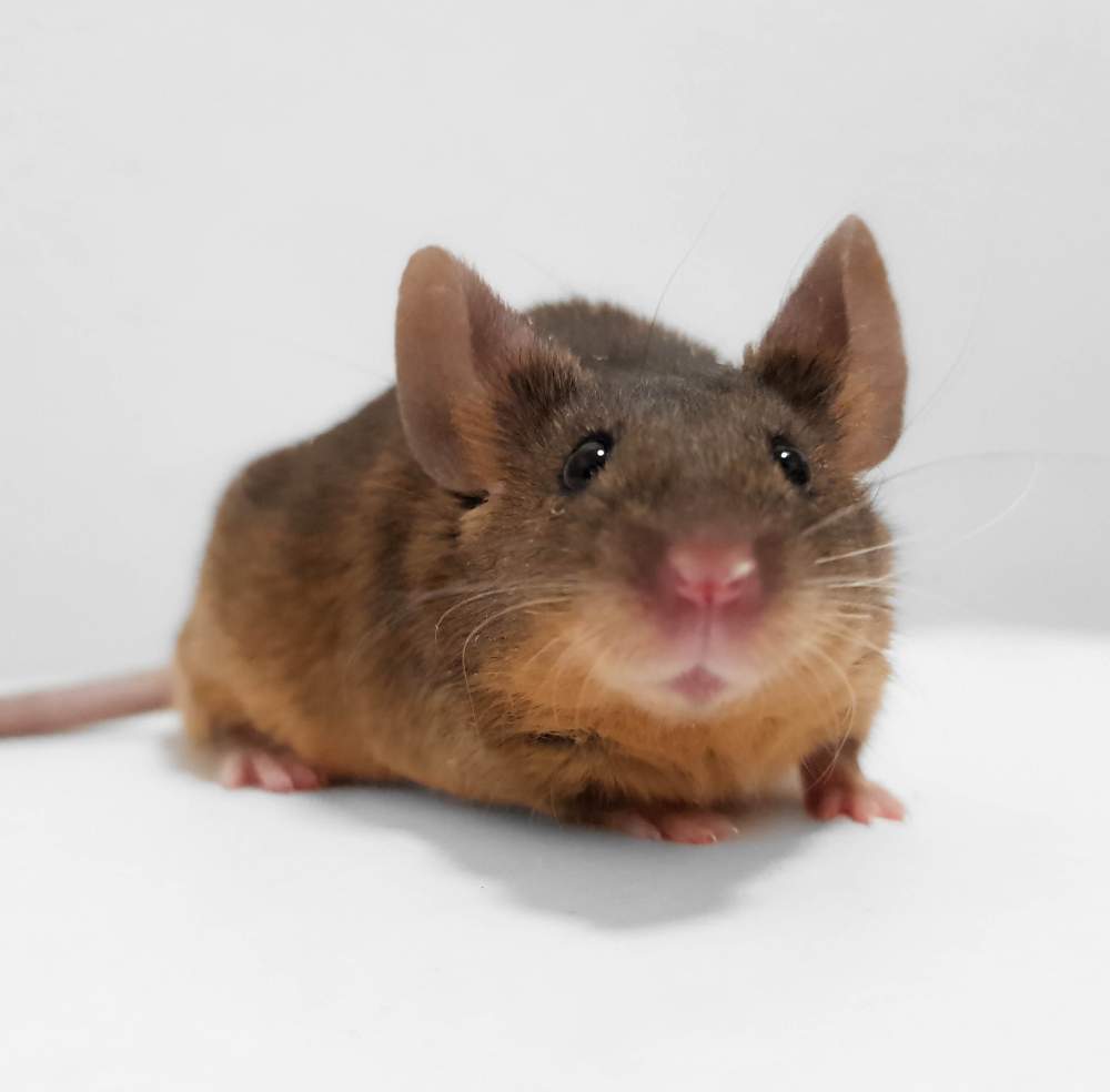 Fancy mouse Breeder Mus musculus 