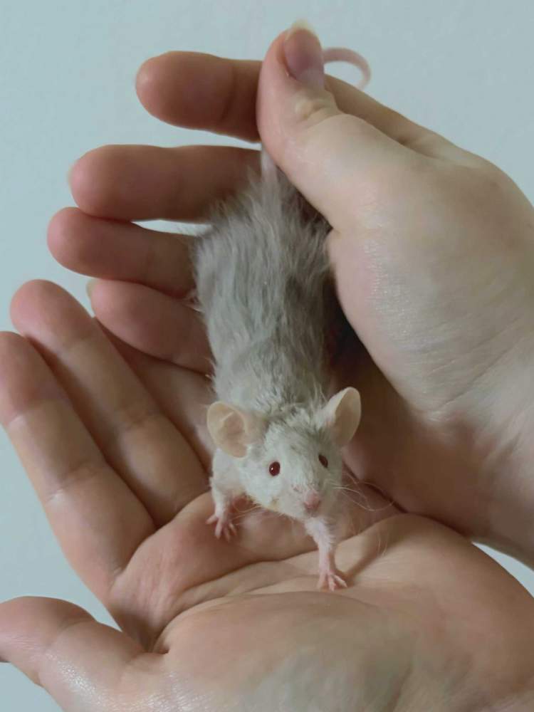 Fancy mouse Pet only Mus musculus 