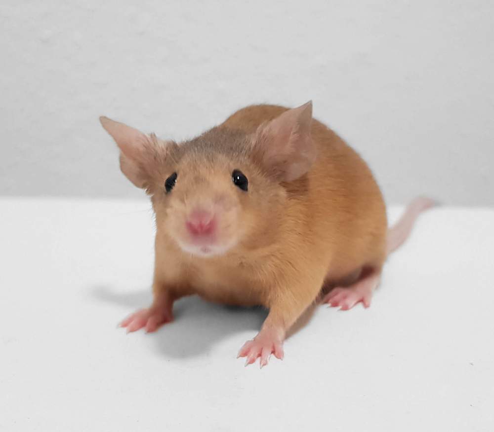 Fancy mouse Breeder Mus musculus 