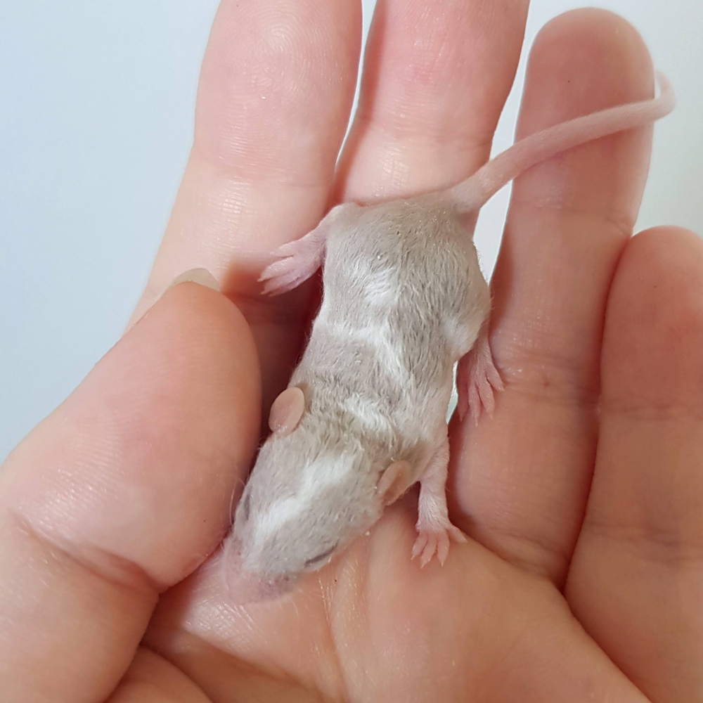Fancy mouse Free Mus musculus 