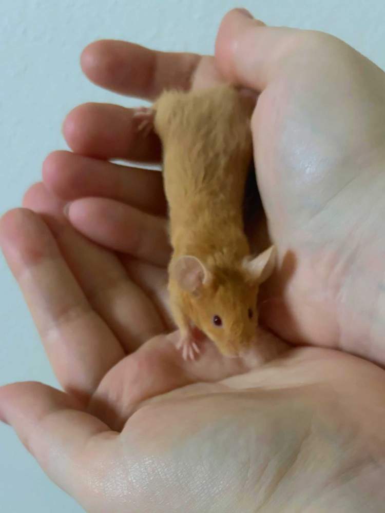 Fancy mouse Pet only Mus musculus 